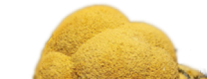 Siderit – Naturstein online kaufen